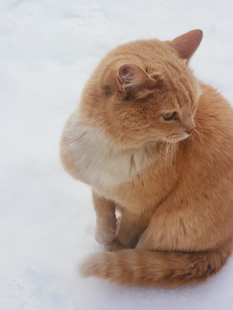 红猫坐在雪地里，仔细地监控着空地，这是智能手机拍摄的照片图片下载