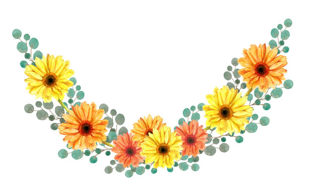 非洲菊的花素材图片