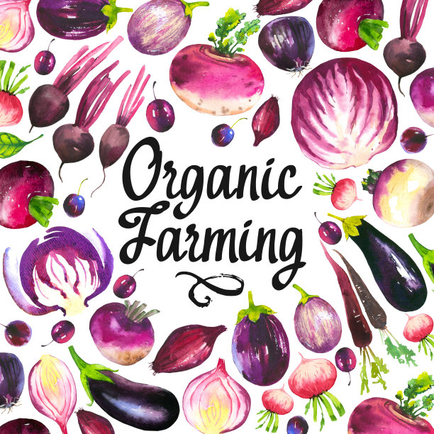 水彩插图与圆形组成的农产品。配套蔬菜:卷心菜，茄子，萝卜，萝卜，胡萝卜，洋葱。新鲜的有机食品。紫罗兰。图片下载