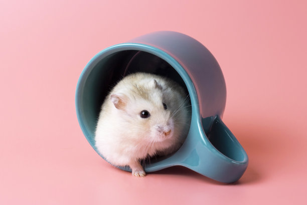 侏儒仓鼠坐在一个马克杯特写在粉红色的背景图片下载