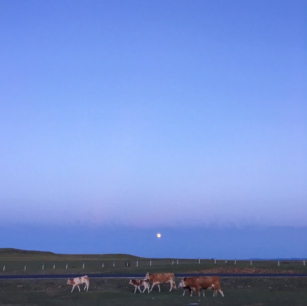 日落和牛图片下载