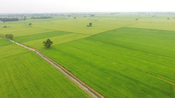 美丽的稻田景色图片下载