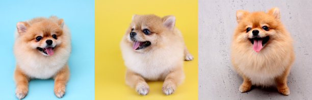 设置可爱的博美犬在彩色背景在工作室与复制空间。图片下载