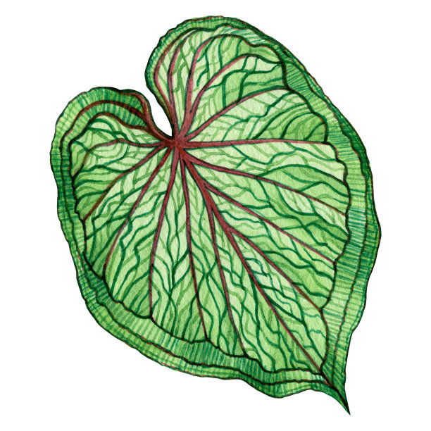 水彩画上大绿叶，棕叶孤立在白色的背景上。水彩象耳叶，插图热带异国树叶为壁纸复古夏威夷风格图案。与剪切路径图片下载