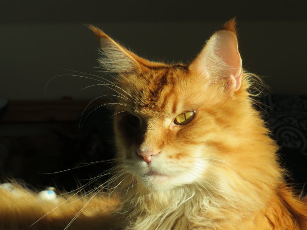 眼睛警觉的红色缅因猫图片下载