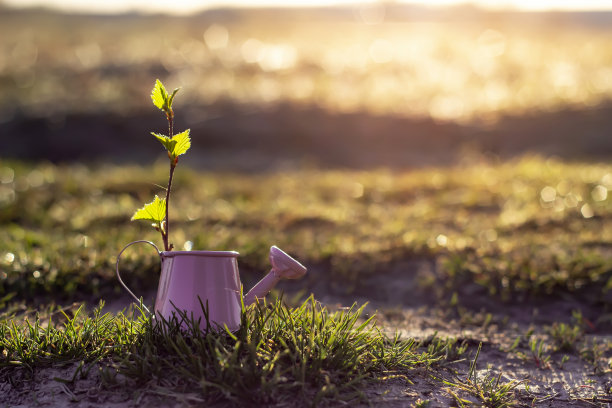 早晨的阳光下，绿色的草地上有一个粉红色的小喷壶。园艺和乡村情调的概念。图片下载
