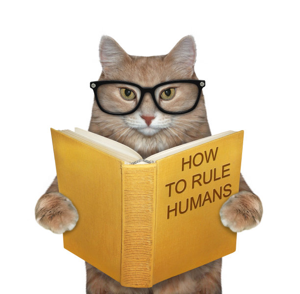 猫读关于人类的书图片下载