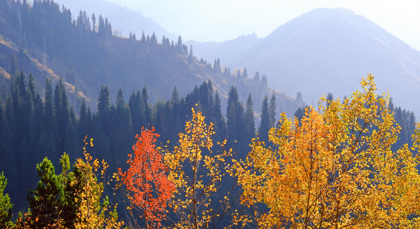 金秋秋林图片下载