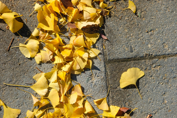 银杏叶落在大街上图片下载