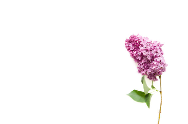 白色背景上的丁香花。春天的花。俯视图，平放，复制空间。——图片素材图片