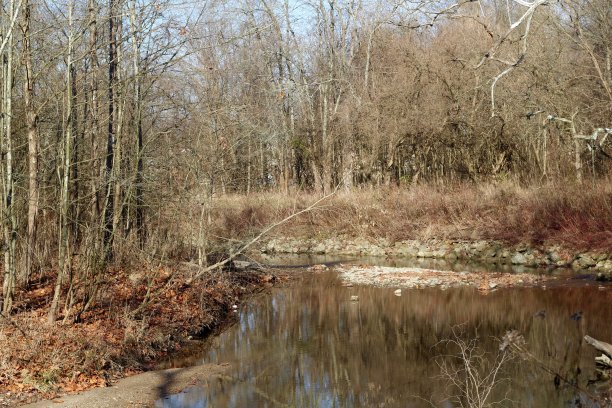森林中的小溪图片下载