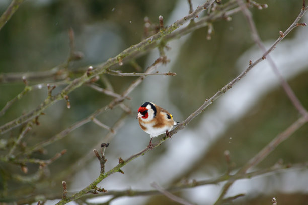 冬天雪地里，欧洲金翅雀坐在树枝上图片下载