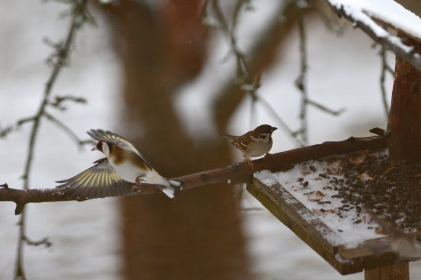 欧洲金翅雀冬天在喂食架上吃向日葵的种子图片下载