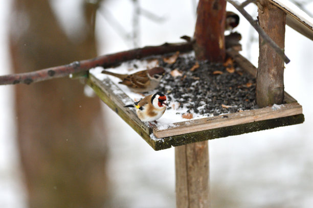 欧洲金翅雀冬天在喂食架上吃向日葵的种子图片下载