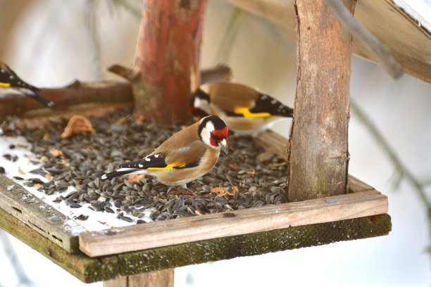 欧洲金翅雀冬天在喂食架上吃向日葵的种子图片下载