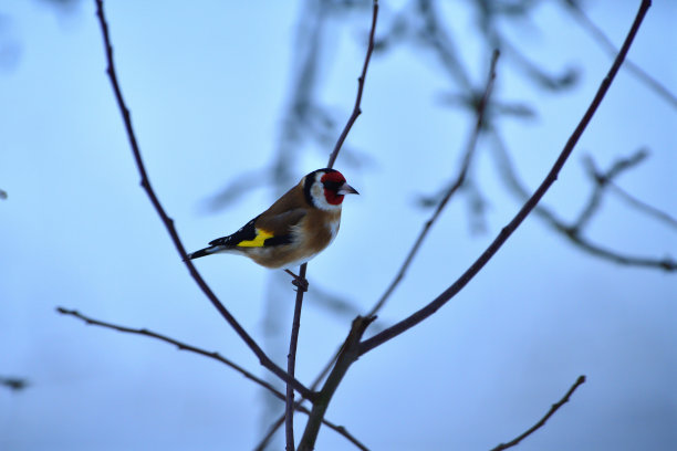 冬天雪地里，欧洲金翅雀坐在树枝上图片下载