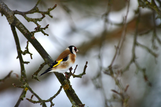 冬天雪地里，欧洲金翅雀坐在树枝上图片下载