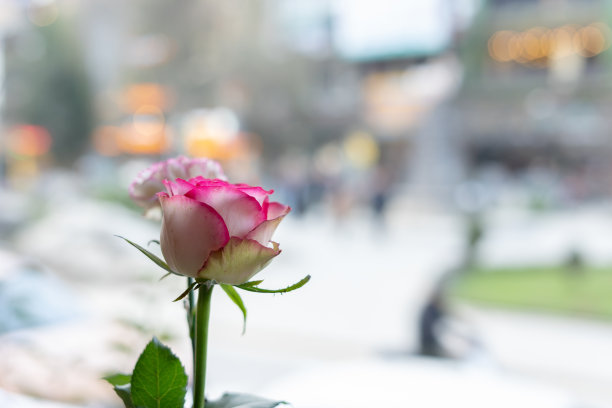 咖啡店里的粉红玫瑰。图片下载