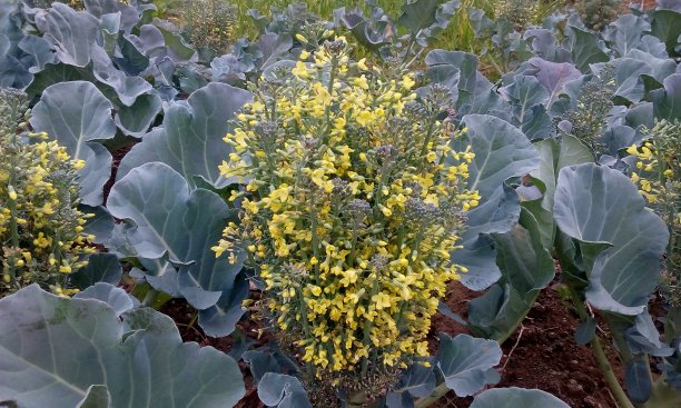 花椰菜黄花盛开。图片下载