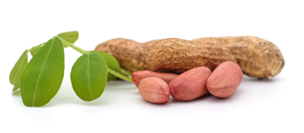 花生和树叶。图片下载