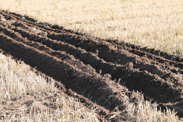 刚耕过的田里。图片下载