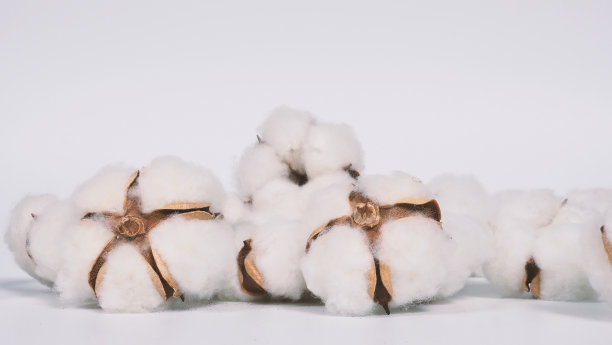 工作室拍摄的从荷兰进口的纯白有机棉花，代表自然的纯净、蓬松、柔软和对皮肤的温柔，显示出适合纺织行业t恤或裤子的纹理图片下载