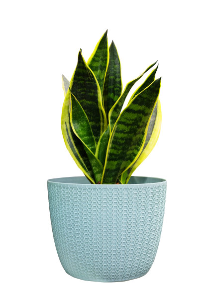 桑塞维里亚三哈西亚塔在锅里图片下载