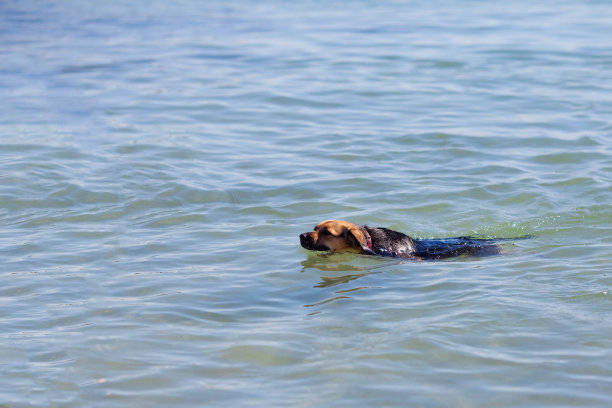 狗漂浮在海上图片下载