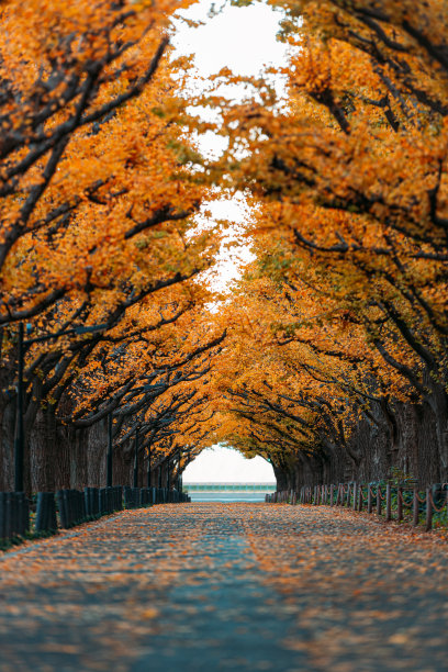 日本东京的一条笔直的道路两旁种满了银杏树图片下载