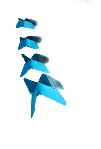 白色背景上的蓝色纸蝴蝶。装饰的概念图片下载