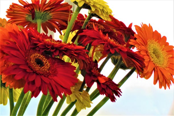非洲菊花束。图片下载