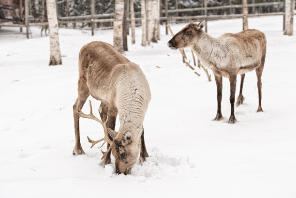 芬兰北部拉普兰的驯鹿群图片下载