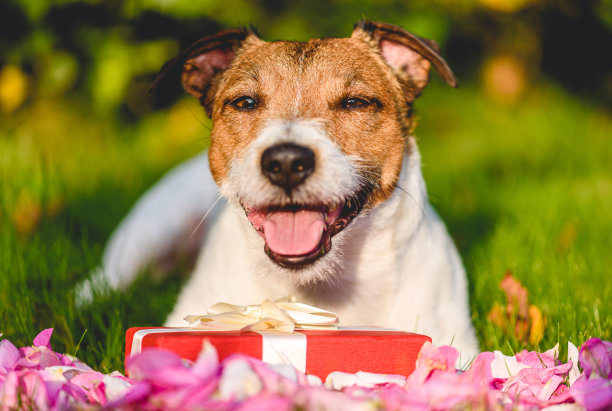 小狗守护红色礼盒浪漫礼物概念图片下载