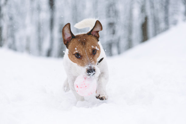 在冬天的公园里，活跃的狗狗在雪地上玩球玩具图片下载