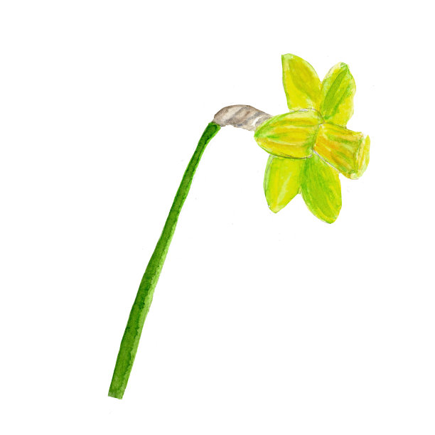 水彩手绘黄花水仙孤立在白色的背景。春天的插图。图片下载