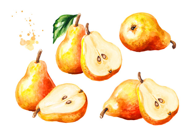 新鲜成熟的蜂蜜梨子，绿色的叶子。手绘水彩插图，孤立的白色背景图片下载