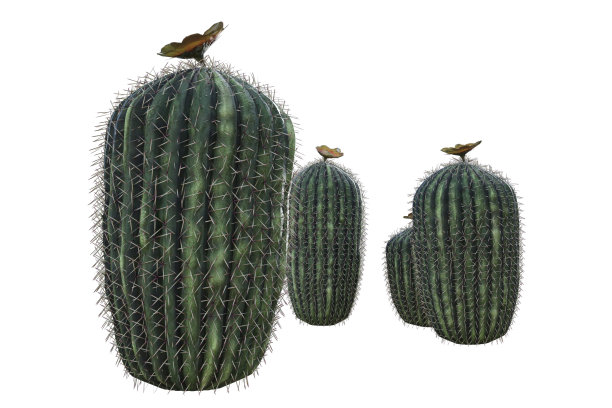 一组仙人掌孤立在白色，3d渲染。图片下载