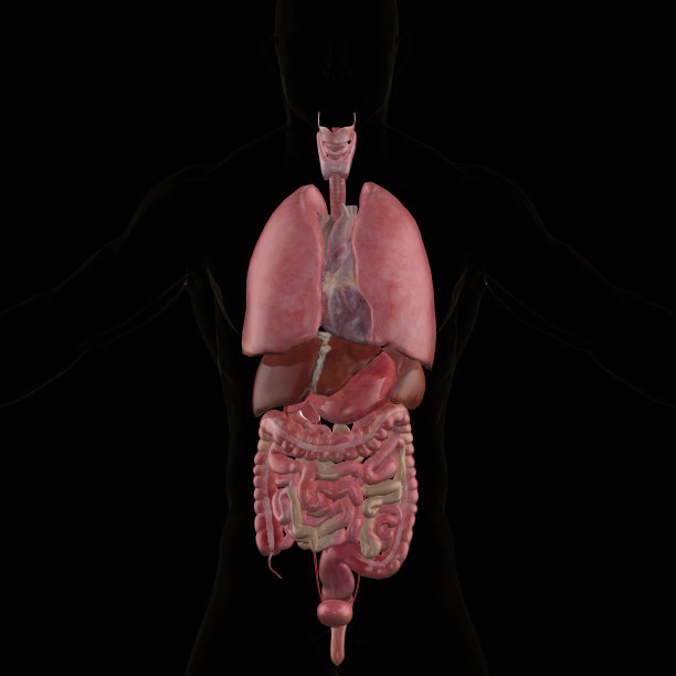 人体内部器官解剖三维渲染图片下载