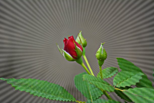 红玫瑰图片下载