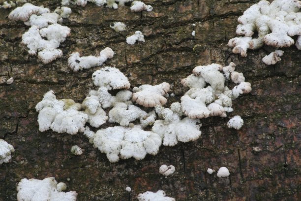 树皮上的白色扁平真菌。图片下载