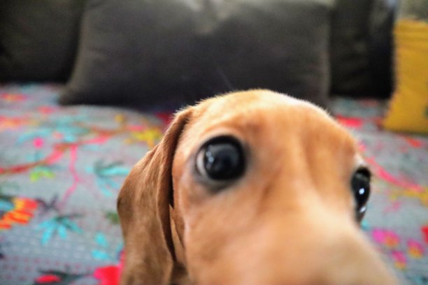 好管闲事的小狗图片下载