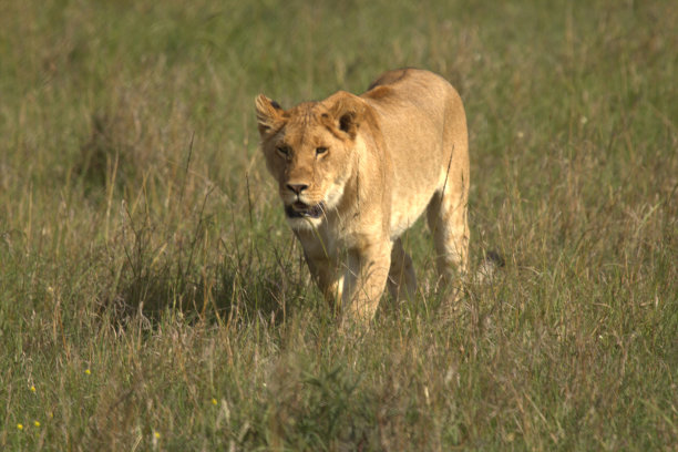 非洲狮行走正面视图图片下载
