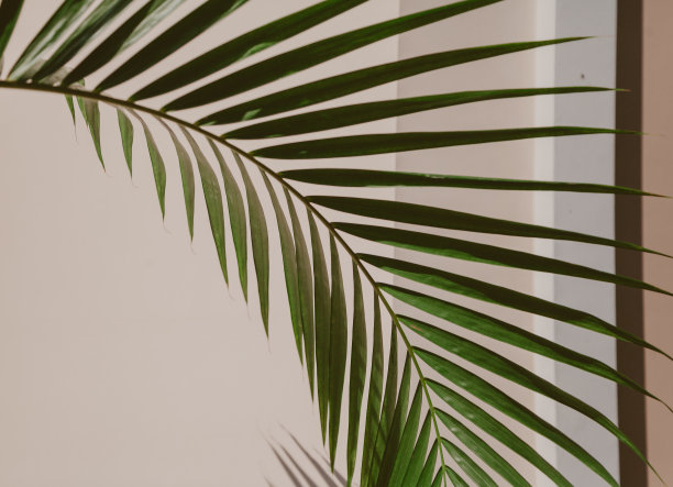 房子角落背景上的棕榈树树枝图片下载