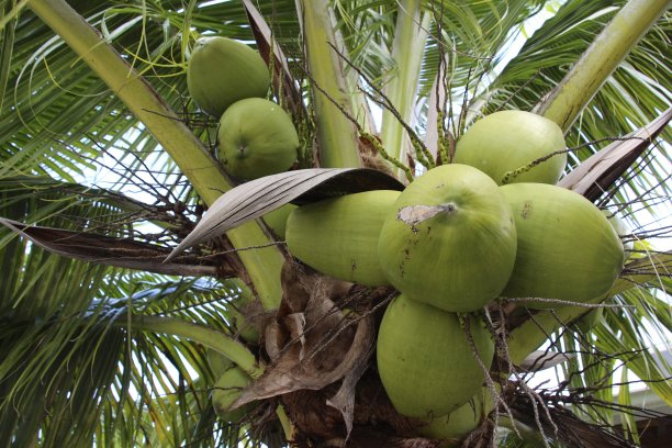 绿色椰子在棕榈树图片下载