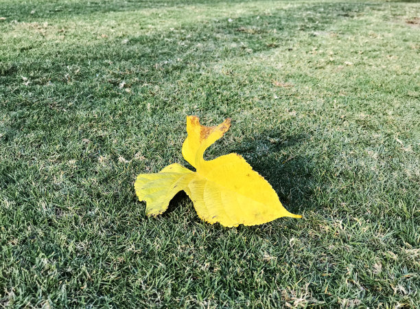 一片黄叶落在草地上图片下载