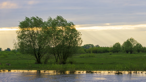 日落时河边的两棵绿树。图片下载