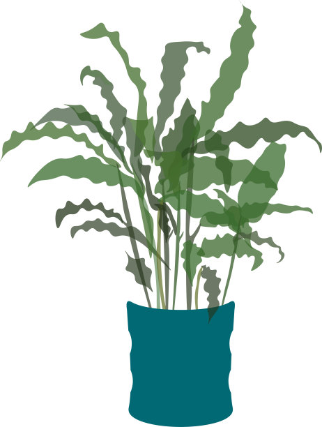 卡拉西亚波星锅图片下载