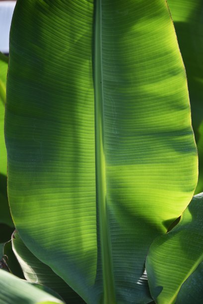 香蕉树图片下载