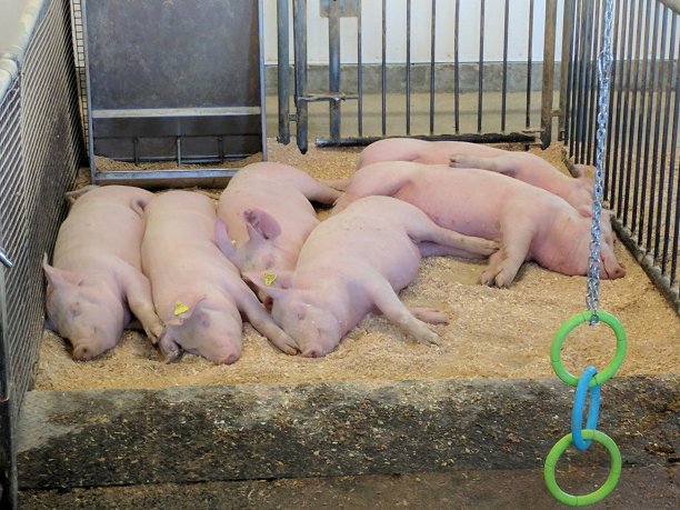 猪睡觉图片下载