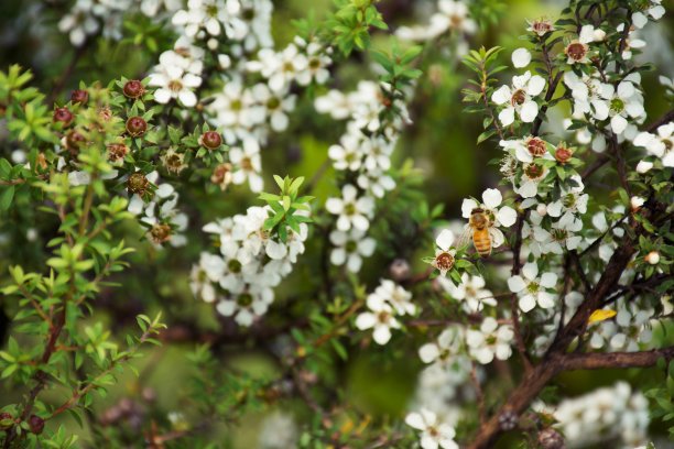 蜜蜂在麦卢卡树上图片下载